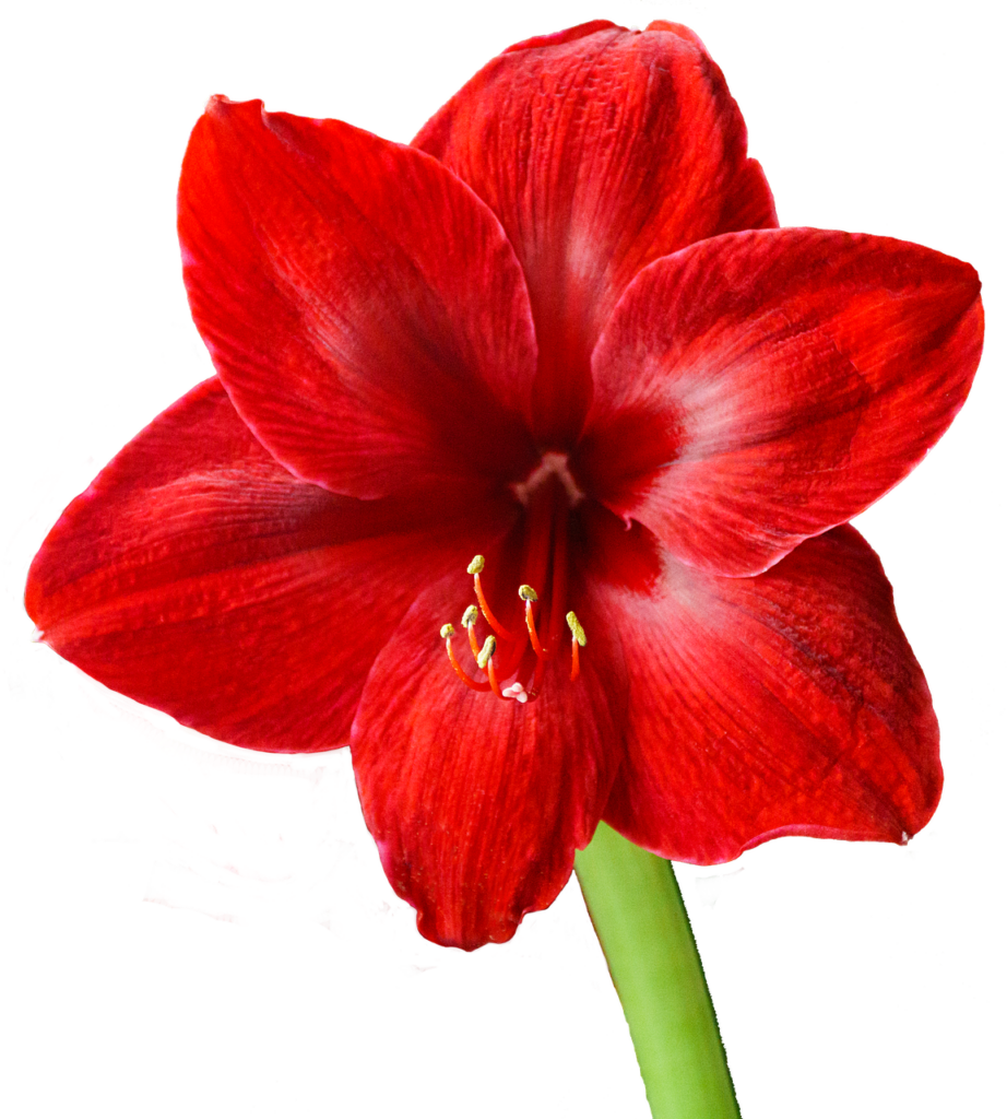amaryllis, red, nature, blossom, bloom, flower, beautiful flowers, christmas, flower background, pistils, plant, flower wallpaper, early, isolated